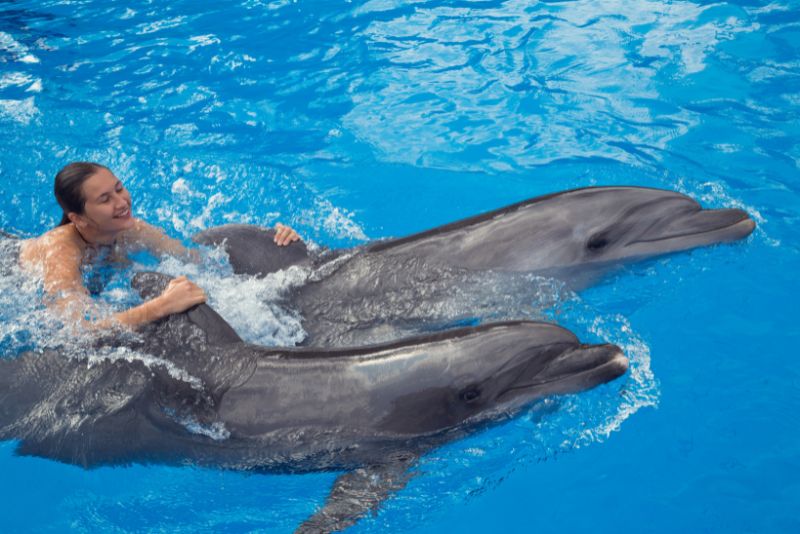 Dolphin Swim Punta Cana